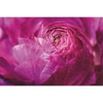 thumbnail image 3 of Marshall, Laura 24x17 Black Modern Framed Museum Art Print Titled - Ranunculus Abstract V Color, 3 of 5