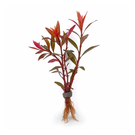 Ludwigia Inclinata Cuba Bunch (3-5 Stems) Live Aquarium Plants BUY2 GET1 FREE