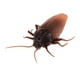 thumbnail image 3 of Juguete de Travesura simulación animal Cucaracha control Remoto Infrarrojo Sunnimix, 3 of 8