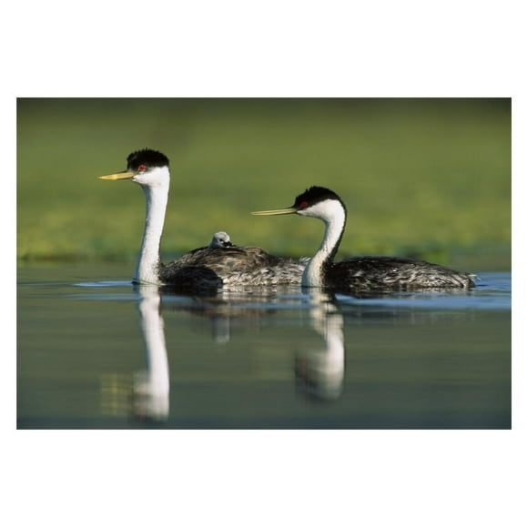 Western Grebe couple with one parent carrying chick on its back, New Mexico-Paper Art-32"x22"