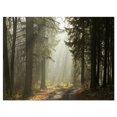 thumbnail image 2 of Forêt Verte Foncée avec Rayons de Soleil - Impression sur Toile Photographie de Paysage, 2 of 3