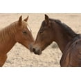 thumbnail image 2 of Young, Bill 32x23 Black Ornate Wood Framed with Double Matting Museum Art Print Titled - Namibia, Garub Feral horse herd touch noses, 2 of 4