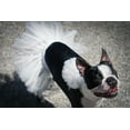 thumbnail image 5 of White Bridal Dog Tutu Skirt | XS-XXXL, 5 of 8