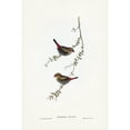 thumbnail image 2 of Gould, John 17x24 Black Modern Framed Museum Art Print Titled - Red-eared Finch-Estrelda oculea, 2 of 4