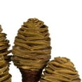 thumbnail image 3 of Vickerman 18-24" Cream Platy Cone on Reed Stem, Includes 10 stems, Dried, 3 of 5