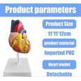 thumbnail image 5 of Human Heart Model: 1:1 Anatomical Heart Model, Detachable Human Heart Anatomical Model for Medical Lessons Heart Model, 5 of 5