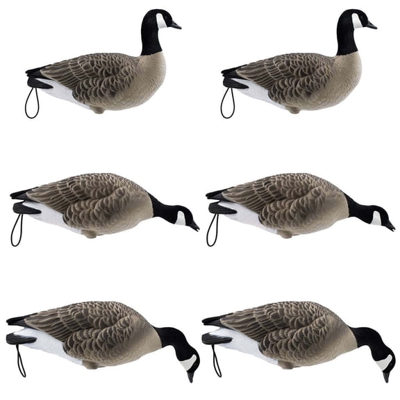 Final Approach LIVE Fully Flocked Full Body Lesser Canada Geese, Decoy 6 Pack
