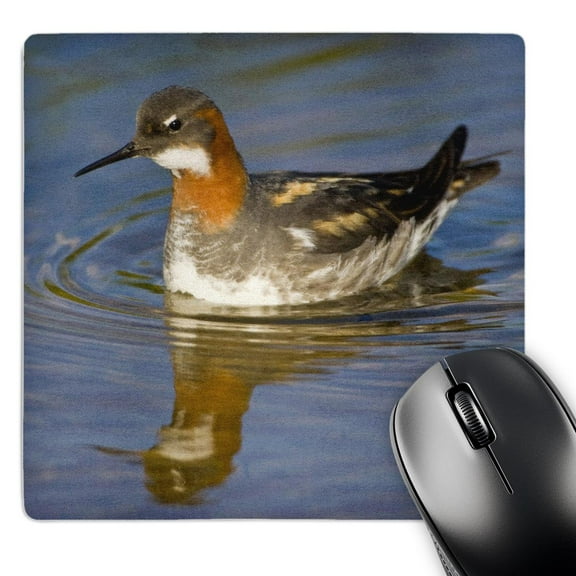 3dRose, Red-necked Phalarope bird, Latrabjerg, Iceland - EU14 RBE0116 - Ralph H. Bendjebar, MousePad