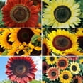 thumbnail image 3 of 25+ Seeds| Formula Mix Sunflowers Seeds - Authentic Seeds - Perennial~ GMO Free ~~Flower seeds ~ Asian Garden~ B5G1#E027, 3 of 5