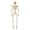 C, variant on Poseable Halloween Skeleton with Classic Ivory Finish, Movable Bones for Spooky Party Bar or Home Decoration, C
