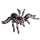 thumbnail image 2 of Figuras de animales realistas de Flormoon - Modelo de acción de araña Figuras de juguete de insectos realistas Flormoon Flormoon, 2 of 2