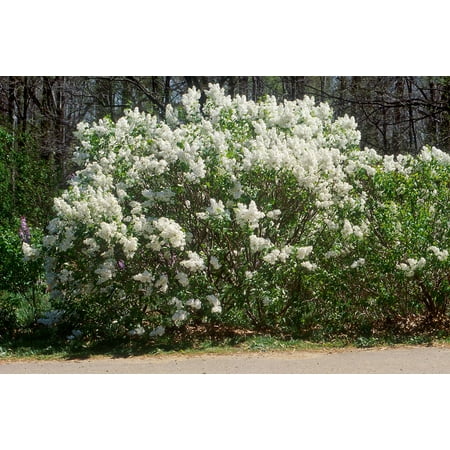 Betsy Ross French Lilac - Syringa - White & Very Fragrant - 4