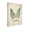thumbnail image 2 of Wild Apple Portfolio 'Vintage Ferns VII No Border' Canvas Art, 2 of 3