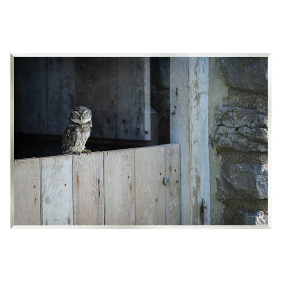 Stupell Industries Perched Owl Rural Barn Ledge Wildlife Photography Photograph Unframed Art Print Wall Art, Design by James Dobson