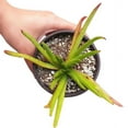 thumbnail image 2 of Crassula Devil’s Horns Succulent (4 inch), 2 of 5