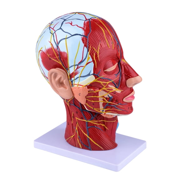 Eztrain Human Anatomical Half-Head Model Includes Electronic Diagram with Superficial Neurovascular and Musculature Details