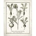 thumbnail image 2 of Babbitt, Gwendolyn 12x14 White Modern Wood Framed Museum Art Print Titled - French Radishes, 2 of 4