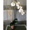 thumbnail image 1 of Forever Green Art WRBOrchis Wire Rose Orchid, 1 of 1