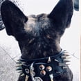 thumbnail image 4 of Collar de perro con púas, elegante collar de perro ajustable de cuero de PU con remaches y tachuelas para perros medianos y grandes, color negro, 4 of 5
