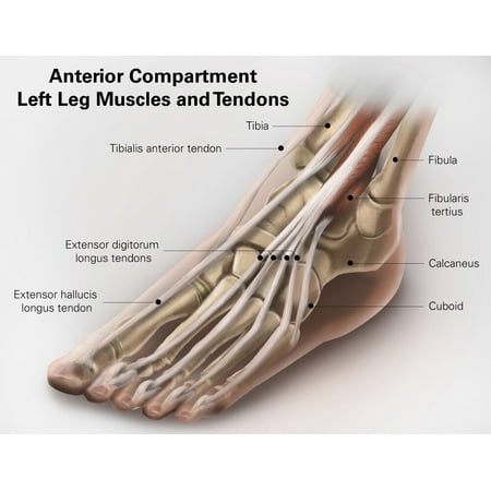 Anterior compartment anatomy of left leg muscles and tendons. Poster