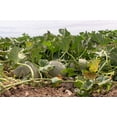 thumbnail image 2 of 200 *Seeds HALE'S Best JUMBO CANTALOUPE Orange Muskmelon Cucumis Melo Melon Fruit Seeds, 2 of 11