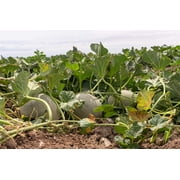 200 *Seeds HALES Best JUMBO CANTALOUPE Orange Muskmelon Cucumis Melo Melon Fruit Seeds