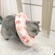 thumbnail image 3 of Collar de cono suave para gatos, conos suaves para evitar lamer, collar isabelino para gatitos, 3 of 8