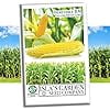 thumbnail image 5 of Incredible RM Sweet Yellow Corn, 75+ Heirloom Seeds, Sweet Incredible Flavor! Fantastic Addition to Your Home Garden! 90% Germination Rates, Non GMO Seeds, 5 of 7