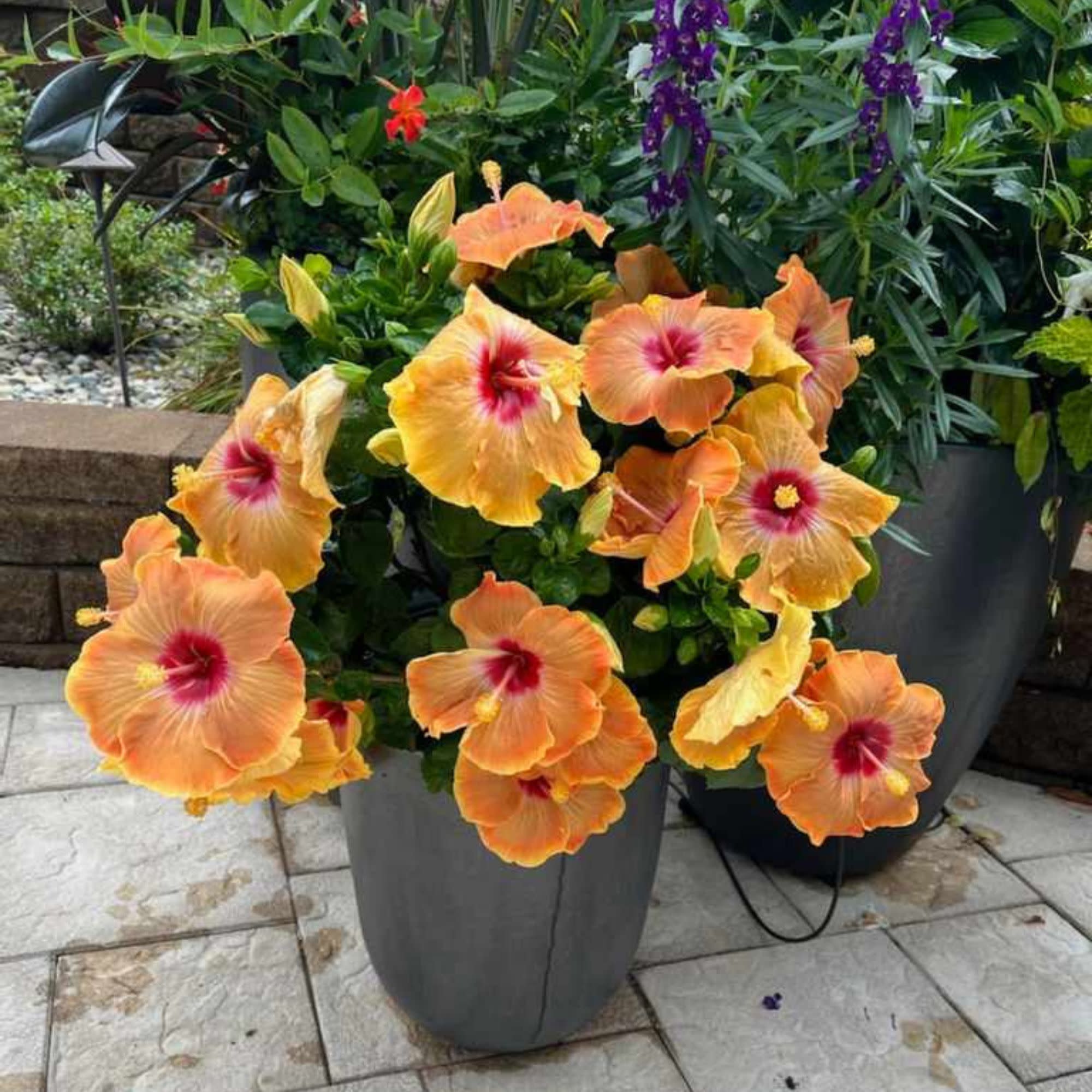 Proven Winners ColorChoice 6" Multicolor Hollywood Hibiscus VIP Tropical Hibiscus Live Plant in 7.5" Pot
