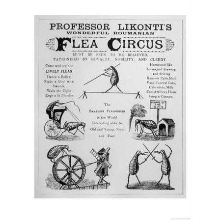 - Broadsheet Advertising Professor Likonti's Romanian Flea Circus During Visit to London Print Wall Art