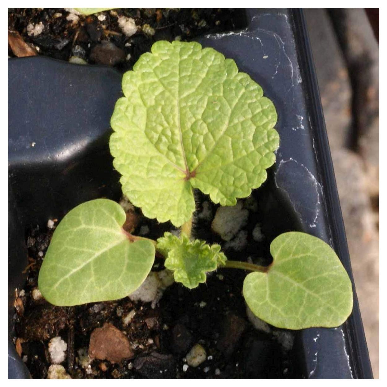 Everwilde Farms - 1/4 lb Hollyhock Garden Flower Seeds - Gold Vault Bulk Seed Packet