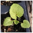 thumbnail image 3 of Everwilde Farms - 1/4 lb Hollyhock Garden Flower Seeds - Gold Vault Bulk Seed Packet, 3 of 4