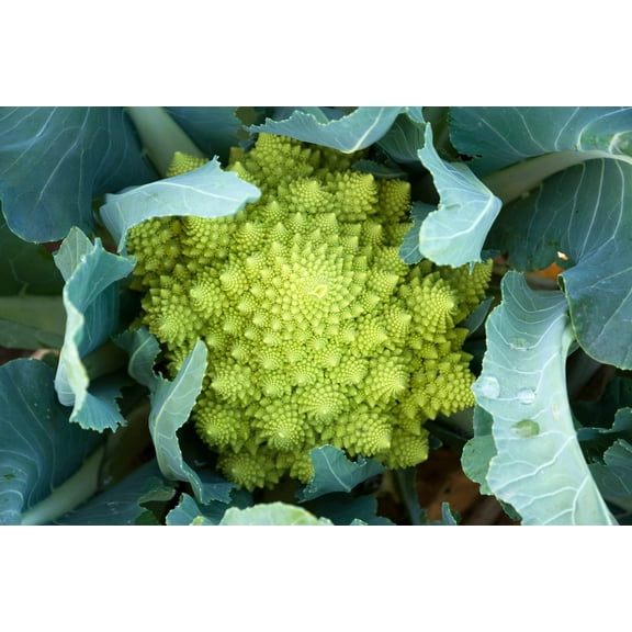 500 * Seeds ROMANESCO BROCCOLI Broccoflower Roman Cauliflower Pyramid Broccolo Brassica Oleracea Vegetable Seeds