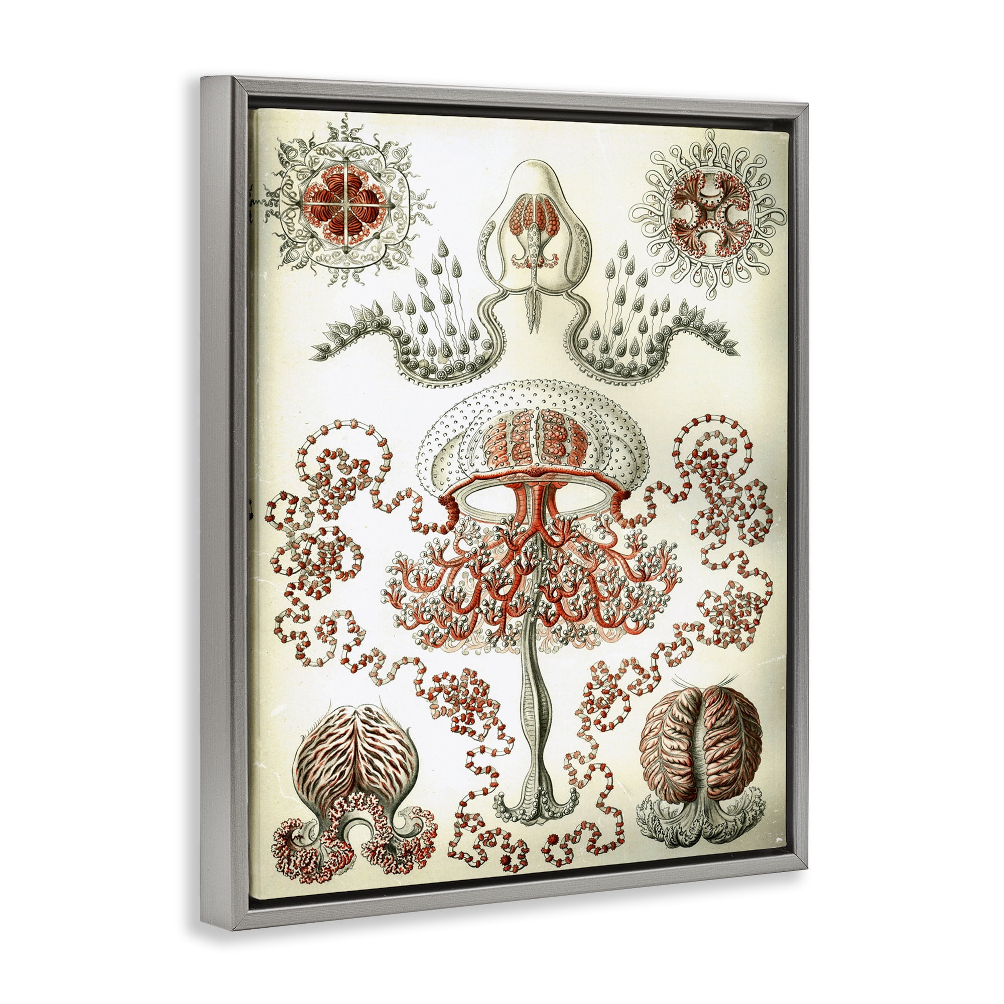 Stupell Industries Classic Haeckel Diagram STEM Painting Gray Floater Framed Canvas Art Print Wall Art, 17 x 21