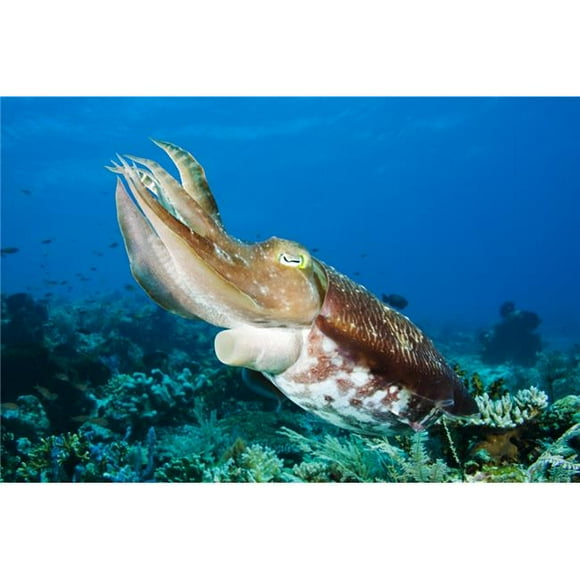 Design Pics DPI1973735 Indonesia Cuttlefish, Sepia Latimanus - Komodo Poster Print, 17 x 11