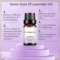 Essential Oils Lavender Massage Care E Ssential Oil Unilateral Plant