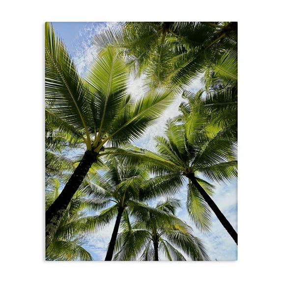 Stupell Industries Overhead Palm Trees Plants & Flowers Photography Wrapped Canvas Art Print Wall Art, 16 x 20