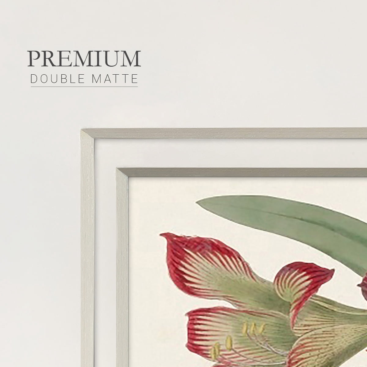 Amaryllis Varietals IVPremium Framed Print
