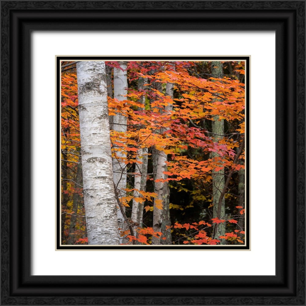 Jaynes Gallery 20x20 Black Ornate Wood Framed with Double Matting Museum Art Print Titled - USA-Maine-Acadia National Park