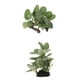 thumbnail image 1 of 2 x Planta artificial de resina de reptil, Terrario Hierba Decoración flexible para hábitat de mascotas para Gecko con cresta Lagarto Araña Escorpión Zulema Plantas de agua de reptiles viveros, 1 of 8