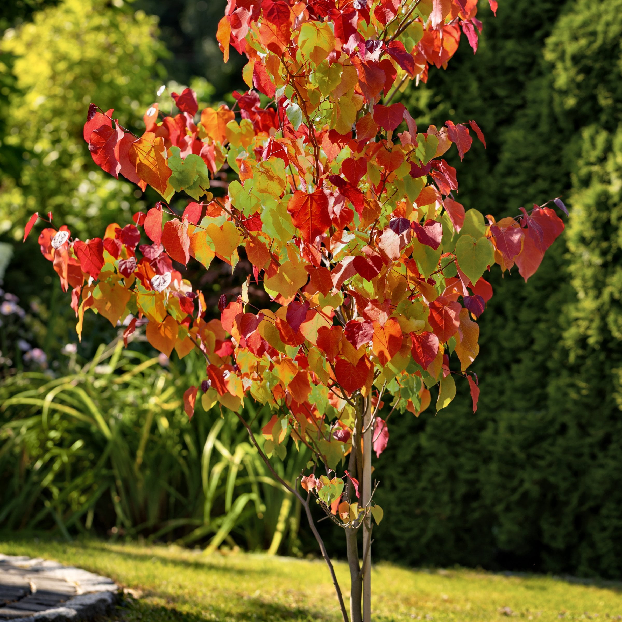 National Plant Network 2 gal. Redbud Hearts A Fire Tree