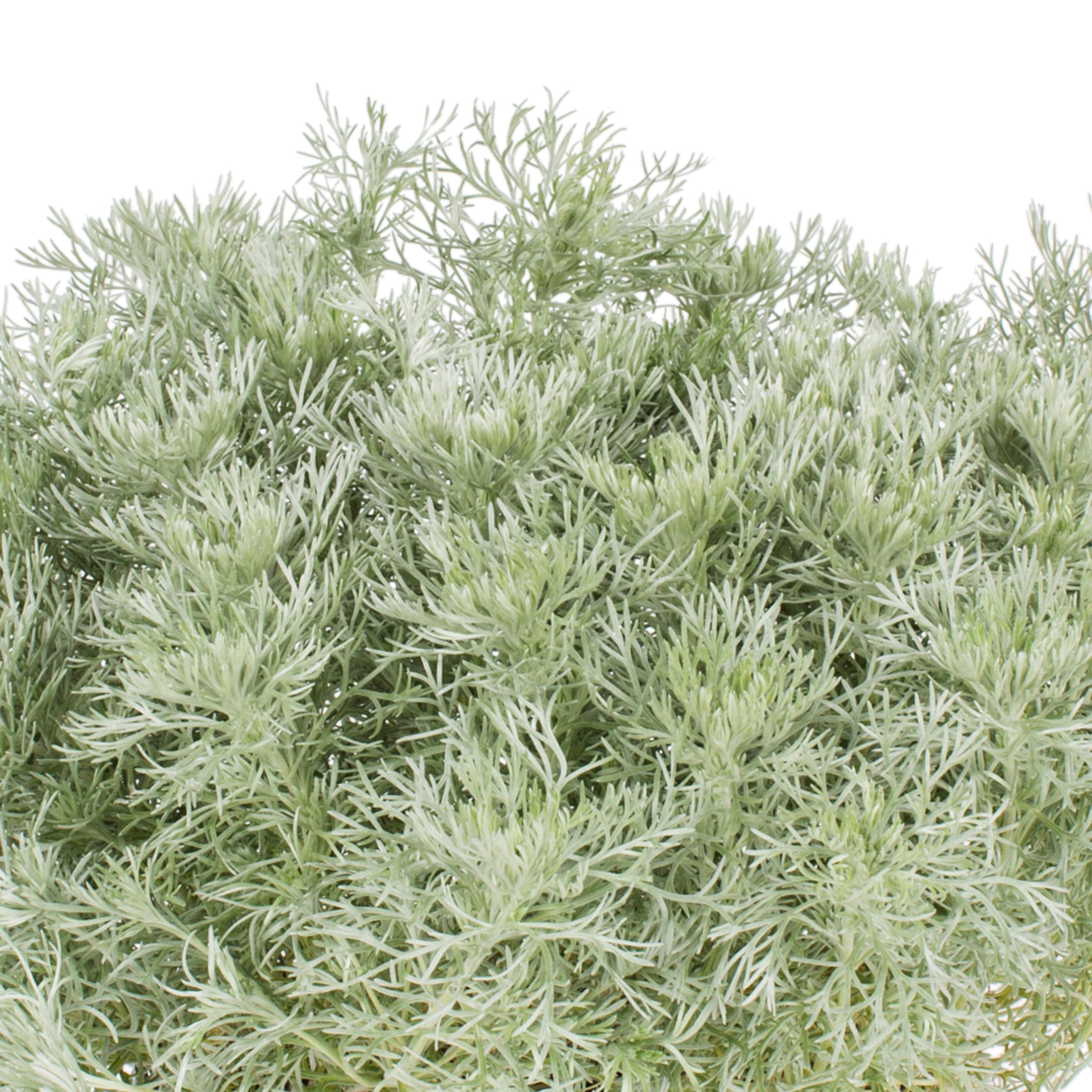 Expert Gardener 2.5QT Silver Artemisia Live Perennial Plant Sun 3-Pack