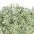 thumbnail image 3 of Expert Gardener 2.5QT Silver Artemisia Live Perennial Plant Sun 3-Pack, 3 of 5