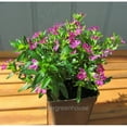 thumbnail image 3 of Cuphea hyssopifolia, Tiny Elfin Herb, Mexican Heather - Pot Size: 3in (2.6x3.5in) - Flowers, 3 of 4