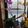 thumbnail image 4 of IDEANATEGRATE 10Ud Marcos De Soporte Transparentes Para Plantas Trepadoras Y En Maceta, 4 of 8