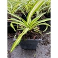 thumbnail image 3 of 3 Variegated Spider Plant - Easy to Grow - Cleans the Air - 4" Pot, 3 of 3