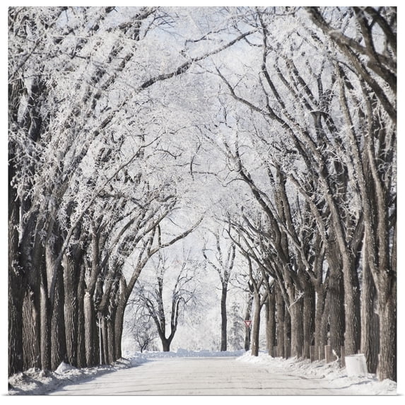 Great BIG Canvas | "A Road And Trees Covered In Snow In Winter, Winnipeg, Manitoba, Canada" Art Print - 24x24