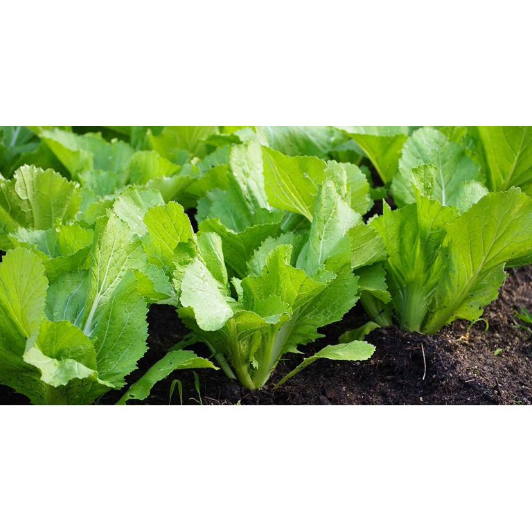 Florida Broad Leaf Mustard Greens - Victory Seeds® – Victory Seed Company