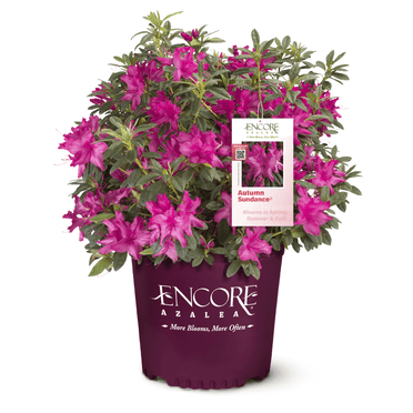 Azalea Autumn Sundance - 3 Gallon Pot, Live Evergreen Shrub, Part Sun, Outdoor, Encore
