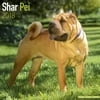 Shar Pei Calendar 2018 - Dog Breed Calendar - Wall Calendar 2017-2018